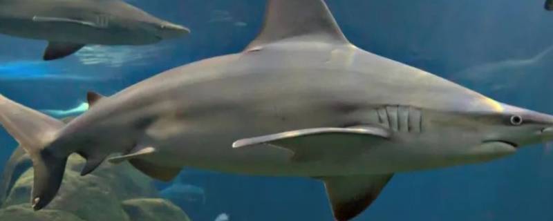 条纹斑竹鲨的特点（条纹斑竹鲨寿命）
