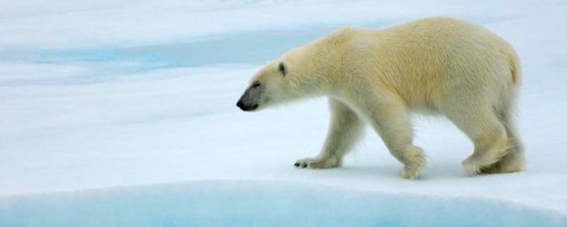 北极熊的特点 北极熊的特点简单介绍