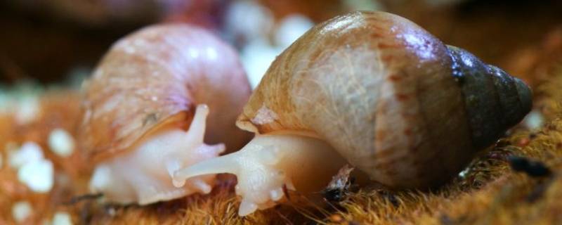 白玉蜗牛和非洲大蜗牛的区别（白玉蜗牛与非洲大蜗牛的区别）