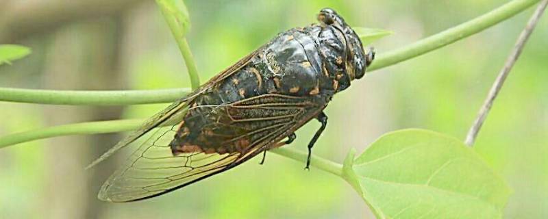 蝉的特点 昆虫记中的蝉的特点