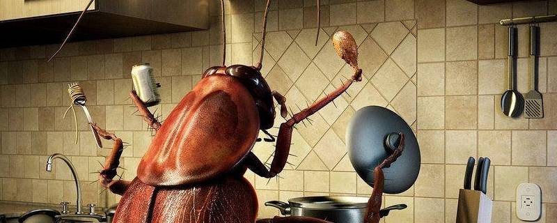 厨房蟑螂从哪里来的 厨房里很多蟑螂是哪里来的