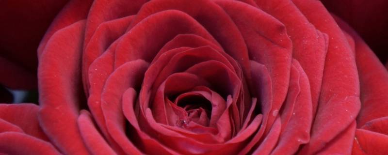 22朵红玫瑰花语是什么 21朵红玫瑰花语是什么
