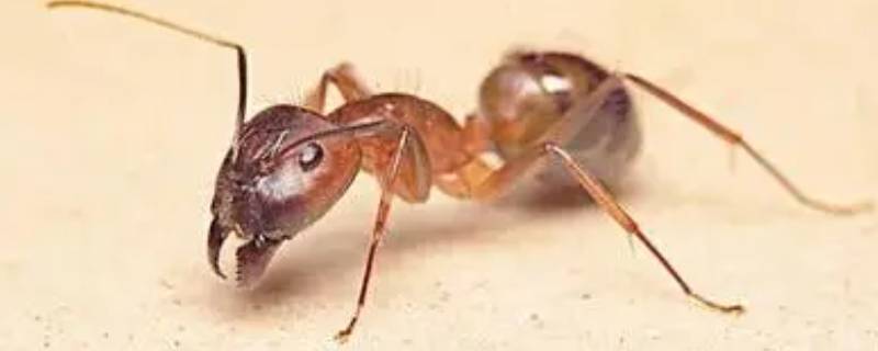 蚂蚁洞为什么是天然的指南针（蚂蚁洞为什么是大自然的指南针）