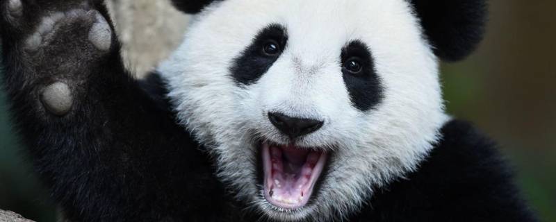 大熊猫国宝原因 大熊猫国宝原因和价值