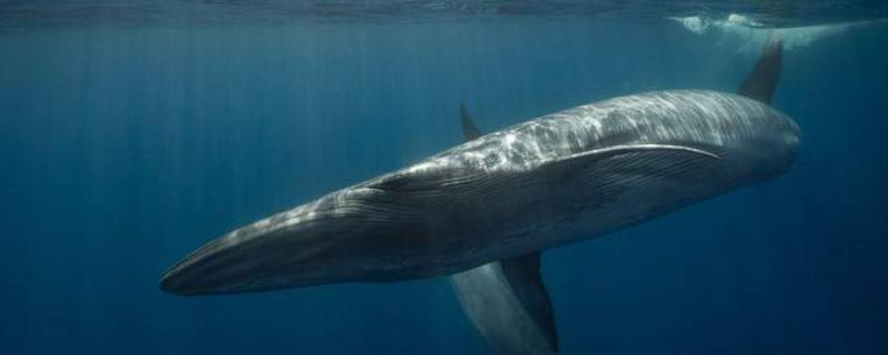 露脊鲸的特点（露脊鲸和虎鲸）