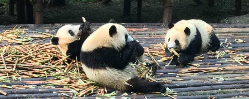 大熊猫如何吃竹子（大熊猫如何吃竹子作文）