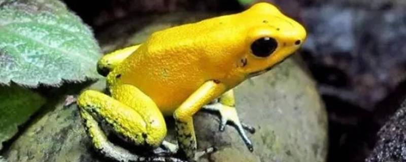 黄金箭毒蛙的特点 黄金箭毒蛙是什么样子的