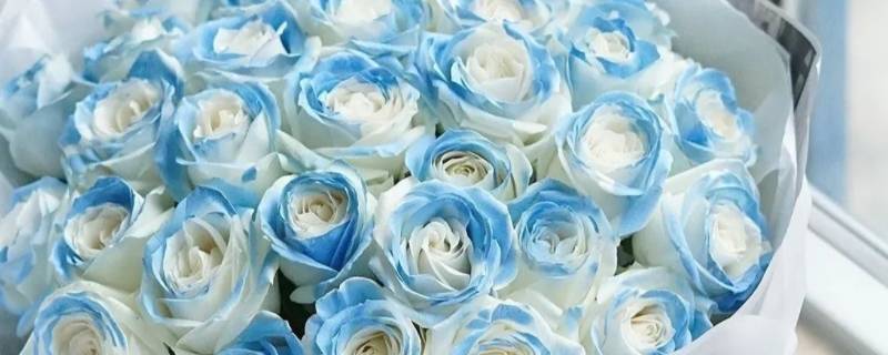冰蓝玫瑰是染色的吗（碎冰蓝玫瑰花是染色的吗）