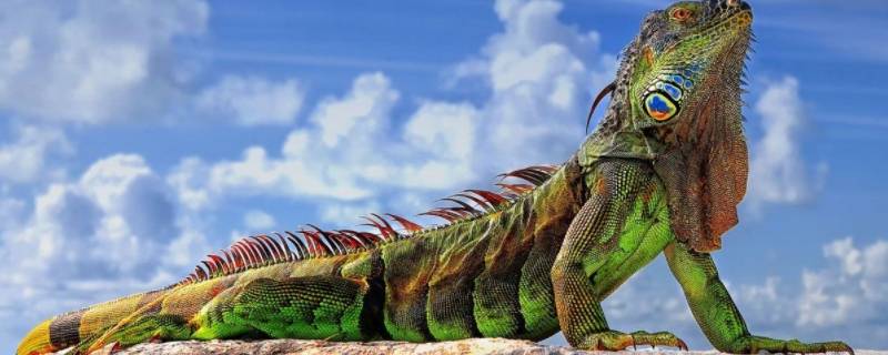iguana是变色龙吗（变色龙到底是什么）