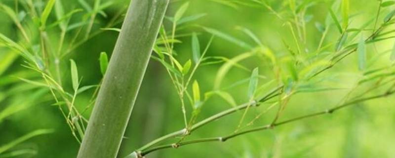 竹代表的意义与象征 关于竹的象征