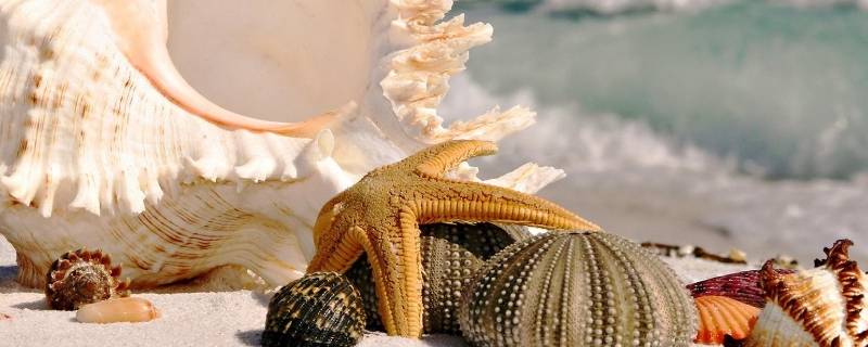 海螺品种 海螺品种大全名称图片