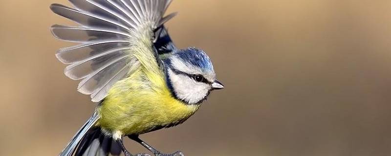 6条保护鸟类的标语（关于鸟类保护鸟的标语）