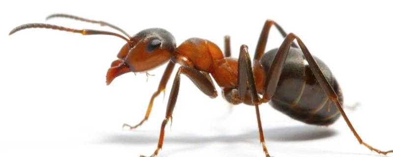 蚂蚁是否有辨别方向的能力 蚂蚁是否有辨别方向的能力的表格怎么填写