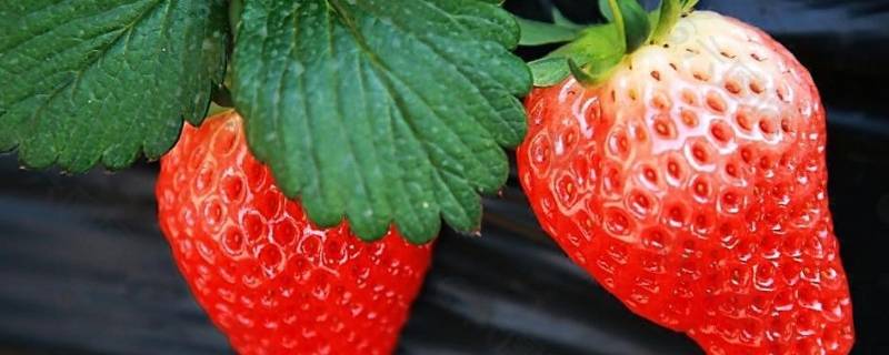 草莓季节是几月份吃 吃草莓的季节是几月份