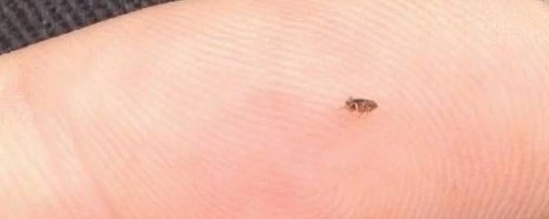 床上有黑色的小虫子是什么虫 跳蚤