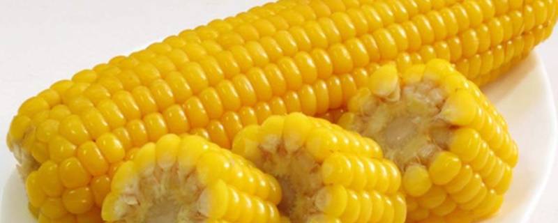 什么是玉米 什么是玉米大喇叭口期