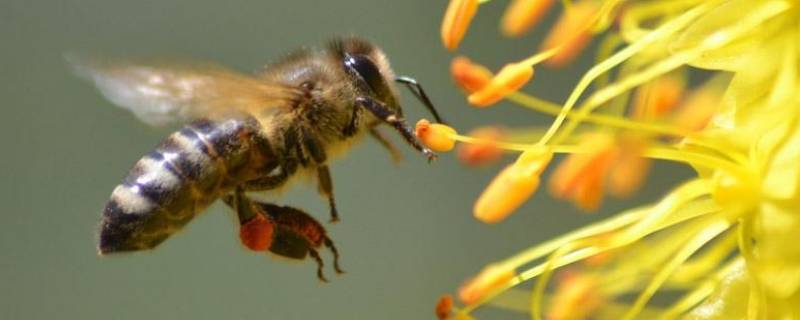蜜蜂如何辨认回家的路 蜜蜂如何辨认回家的路实验