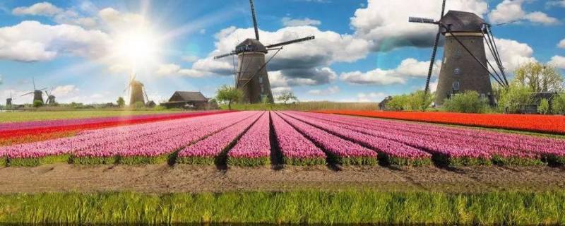 荷兰为什么是花之国（荷兰为什么是花之国水之国牧场之国）