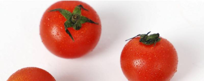 小番茄是凉性的吗 小番茄是凉性的水果吗