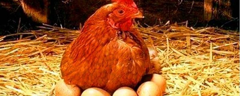 公鸡下蛋还是母鸡下蛋 鸡是公的下蛋还是母鸡下蛋