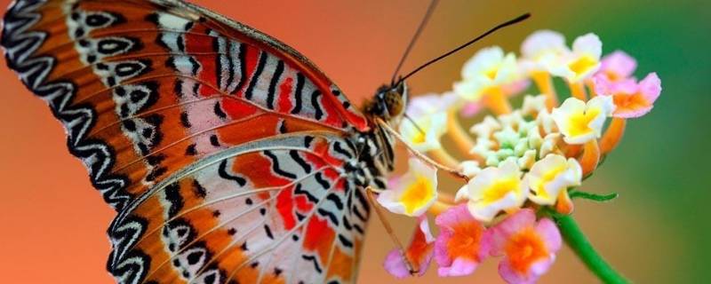蝴蝶的触角是什么形状 蝴蝶的触角什么状的?