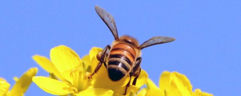关于蜜蜂的宣传标语有哪些 关于蜜蜂的宣传标语怎么写