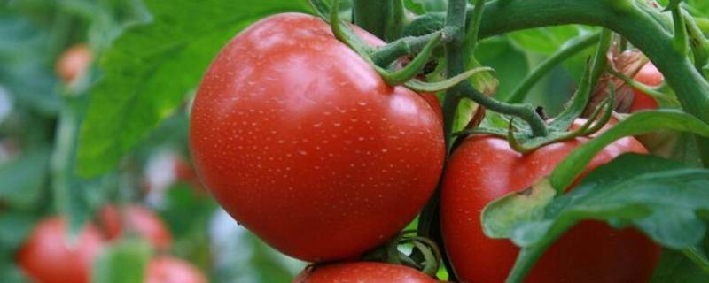 挑选西红柿的三个方法 如何挑西红柿