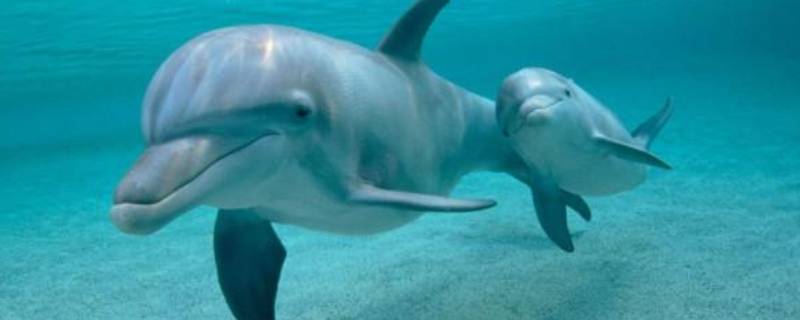 海豚的哺乳方式 海豚是怎么哺乳小海豚
