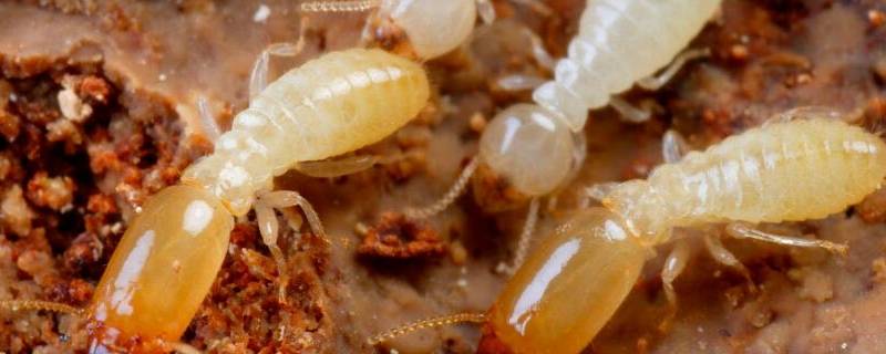 家里有大水蚁怎么处理 家有大水蚁怎么消除干净