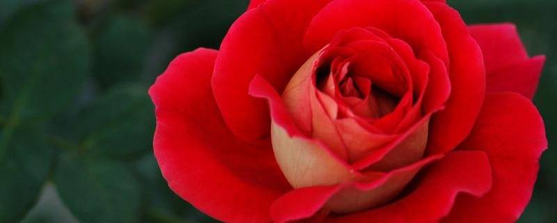 玫瑰花的人生哲理 关于玫瑰花的道理
