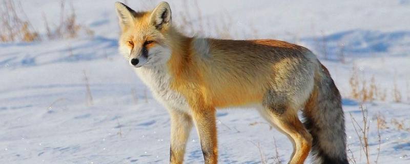 狐狸的寿命 狐狸的寿命有多长