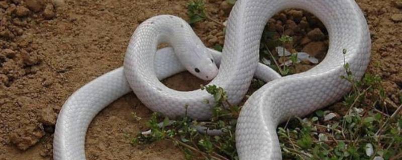 白色的蛇是什么品种 纯白色的蛇有哪几种