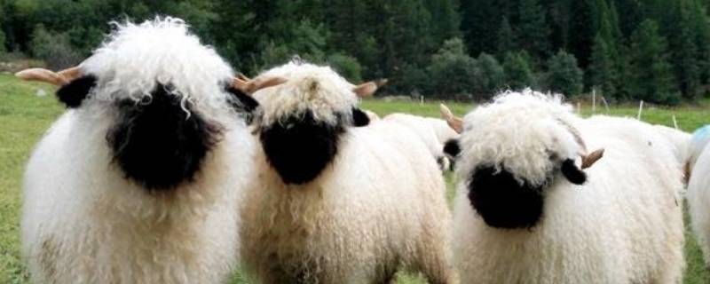 羊粪如何自然发酵 羊粪自然发酵方法