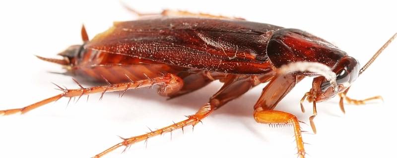 蟑螂卵会寄生在人体吗 蟑螂虫卵会在人体内产生寄生么