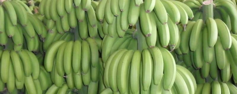 怎么催熟绿香蕉 发绿的香蕉怎么催熟