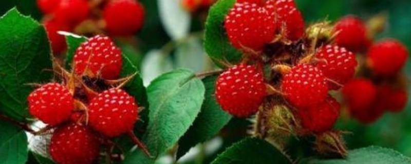 野生树莓可以吃吗 野生山莓可以吃吗