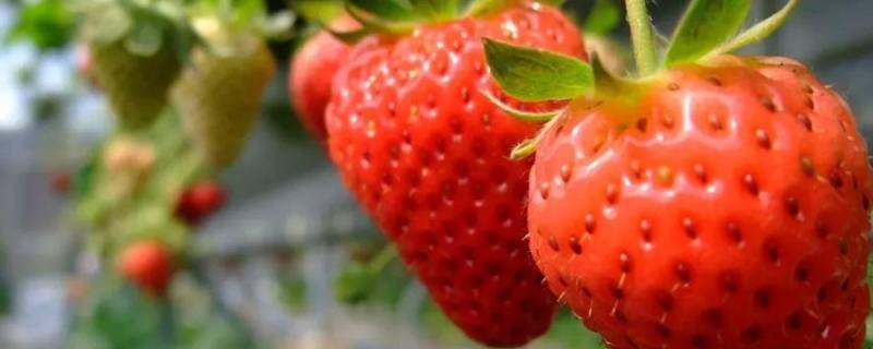 草莓是水果吗（草莓是莓类的水果啊）
