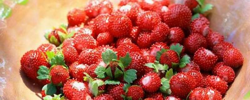 山上的野草莓叫什么 山上的野草莓叫什么名字