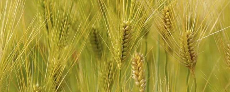 大麦一般用来做什么 大麦主要是做什么
