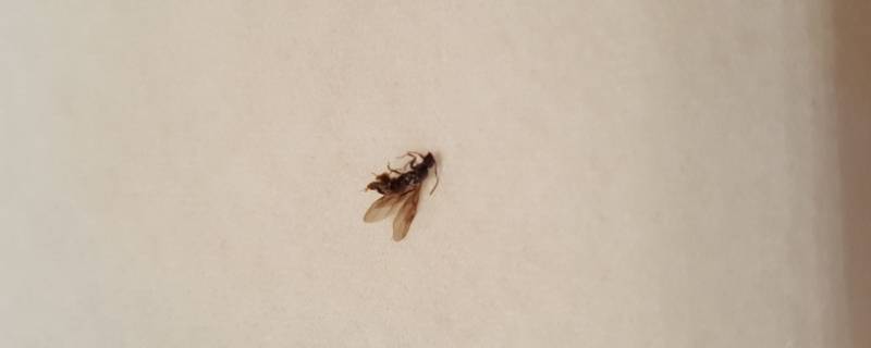 大水蚁怕蚊香吗 大水蚁用蚊香有用吗