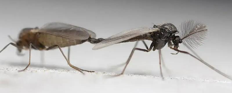 蚊子多久可以饿死 蚊子几小时能饿死