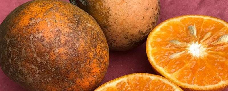 脏脏橙是什么水果 脏脏橙产地