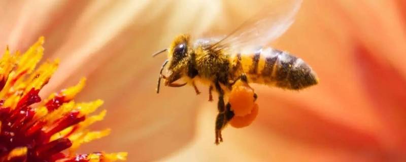 意蜂和中蜂有什么区别 意蜂和中蜂有什么区别图片