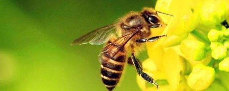 蜜蜂有什么本能 蜜蜂有什么本能可以辨别方向