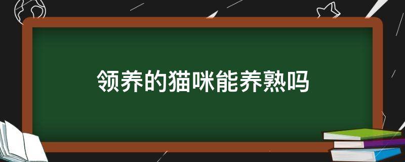 领养的猫咪能养熟吗（领养的猫咪好吗）