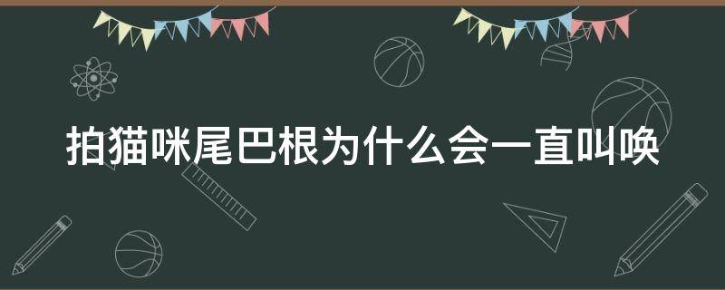 拍猫咪尾巴根为什么会一直叫唤（猫咪尾巴直了一直叫）