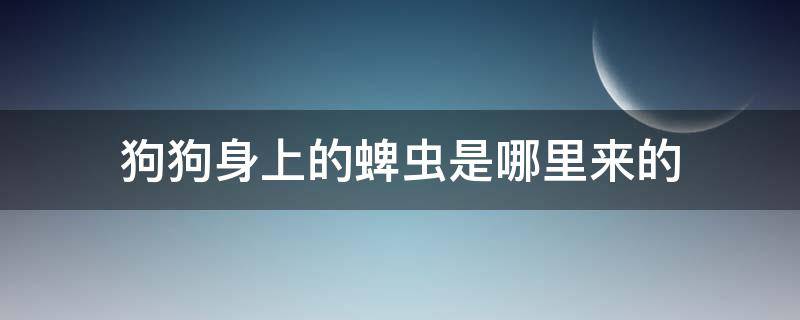 狗狗身上的蜱虫是哪里来的 狗狗身上的蜱虫是什么