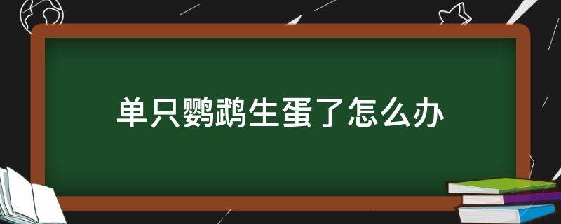 单只鹦鹉生蛋了怎么办（小鹦鹉怎么生蛋）