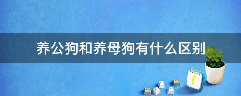 养公狗和养母狗有什么区别 养狗公母有啥区别