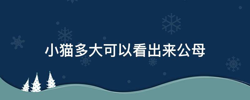 小猫多大可以看出来公母 小猫咪多大可以看出公母